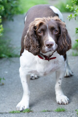 Englsih Spinger Spaniel looking into the camera