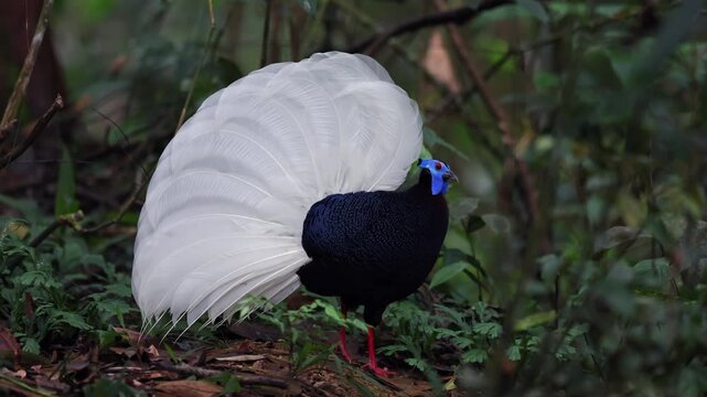 A Bulwer's Pheasant, a rare endemic species, displays its striking plumage. Deep blue-black body contrasted with a magnificent white tail.