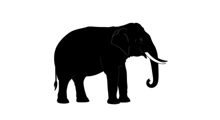 Fototapeta premium Elephant isolated on white background walking with trunk and tusks visible