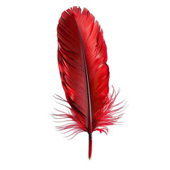 Vivid red feather against black background. 