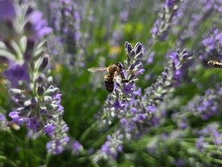 Bee pollinating lavender flowers in vibrant summer garden scene. Summer horizontal banner
