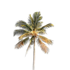 Isolated palm tree against a black background.  Mature palm with light and dark green and tan fronds.  Vertical trunk