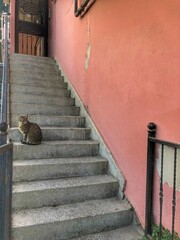 Cat on stairs