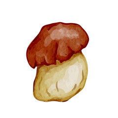 Colorful forest porcini mushrooms. Vector graphics.