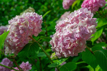 Close-up of blooming pink hydrangea flowers surrounded by vibrant green foliage. A bright sunny...