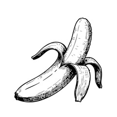 Vintage sketch of a banana with peels on a white background  