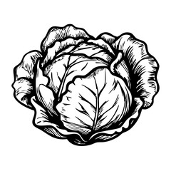 Obraz premium Vintage cabbage sketch with detailed leaves in black and white 