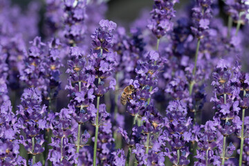 Blooming purple lavender growing outdoors. A small honey bee searches for nectar on the flowers.