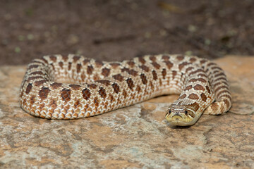 A cute female Western Hognose Snake (Heterodon nasicus), also called a Plains Hognose Snake, on a...