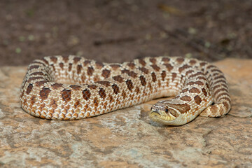 A cute female Western Hognose Snake (Heterodon nasicus), also called a Plains Hognose Snake, on a...