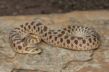 A cute female Western Hognose Snake (Heterodon nasicus), also called a Plains Hognose Snake, on a...
