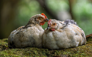 Chicken