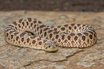 A cute female Western Hognose Snake (Heterodon nasicus), also called a Plains Hognose Snake, on a...