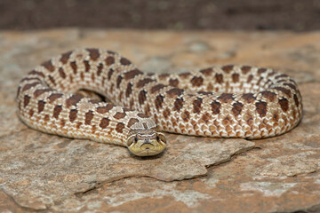 A cute female Western Hognose Snake (Heterodon nasicus), also called a Plains Hognose Snake, on a...