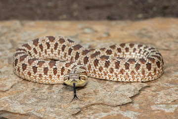 A cute female Western Hognose Snake (Heterodon nasicus), also called a Plains Hognose Snake, on a...