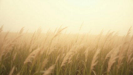 A field of tall grass with fluffy seed heads under a hazy golden sky during the late afternoon light