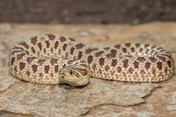 A cute female Western Hognose Snake (Heterodon nasicus), also called a Plains Hognose Snake, on a rock