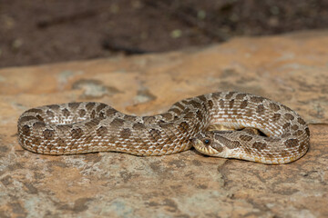 A cute male Western Hognose Snake (Heterodon nasicus), also called a Plains Hognose Snake, on a rock