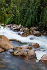 river in the forest