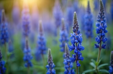 Fototapeta premium Close-up of vibrant blue Salvia flowers blooming in garden during spring. Soft sunlight illuminates delicate petals, green leaves of flowering plants, creating beautiful, natural scene with depth.