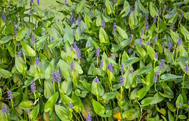Pontederia cordata; Espigas de agua. Planta acuática que forma grandes matas