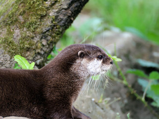 gros plan sur la loutre de rivière 