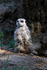 Suricate faisant la sentinelle