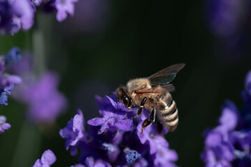 A small honey bee searches for food and pollen on purple lavender flowers. There is space for text in the background.