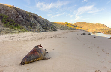A dead seal washed up on Depp's Beach near Victor Harbor in South Australia, likely due to algal bloom