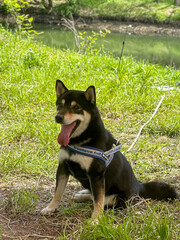 Happy Husky Mix on Forest Leash