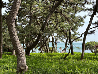 Coastal Pine Grove above Emerald Understory