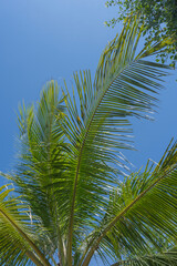 Green palm leaves under blue sky.
