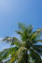 Green palm leaves under blue sky.
