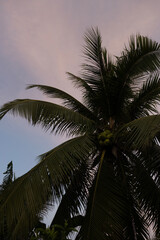 palm trees in the sun