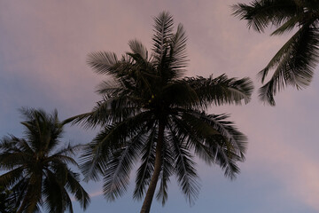 silhouette of palm tree