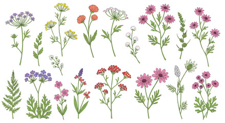 Floral vector illustration showcasing various botanical elements and wildflower designs