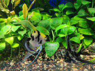 Angelfishes checking their fertilized eggs neatly placed on top of flat green Anubias leaf in a...