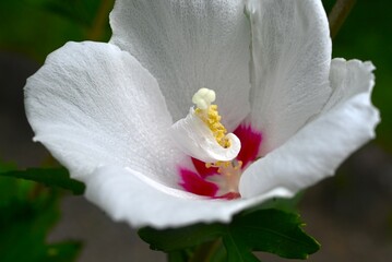 Rose of sharon (Hibiscus syriacus) flowers. Malvaceae deciduous shrub. A flower that blooms in...