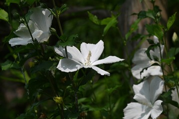 Rose of sharon (Hibiscus syriacus) flowers. Malvaceae deciduous shrub. A flower that blooms in...