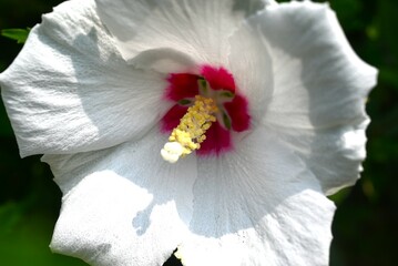 Rose of sharon (Hibiscus syriacus) flowers. Malvaceae deciduous shrub. A flower that blooms in...