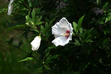 Rose of sharon (Hibiscus syriacus) flowers. Malvaceae deciduous shrub. A flower that blooms in...