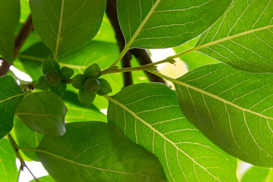 ovary, flower and leaves on tree Diospyros Lotus L. Date Plum, Caucasian persimmon, or lilac persimmon, bottom view. Green natural pattern background