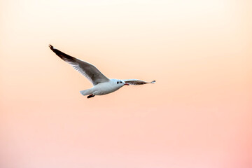 Seagull flying in the sunset sky