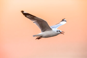 Seagull flying in the sunset sky