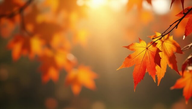 Close up of vibrant orange and red maple leaves during autumn with a warm sunny background glow effect