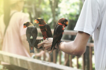 A group of parrots perched on a man's hand, with his hand carrying a food container.