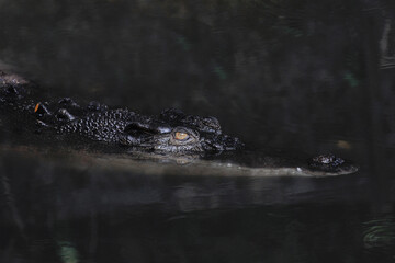 Close-up of a crocodile's head swimming and partially submerged in calm, dark water, showing the texture of the skin and sharp details of the eyes.
