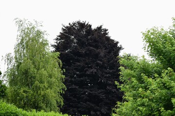 Black Sheep
