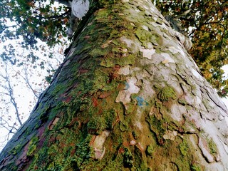 Lalbero esperiente