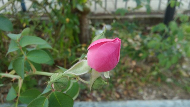 Troppo presto rosa chiusa